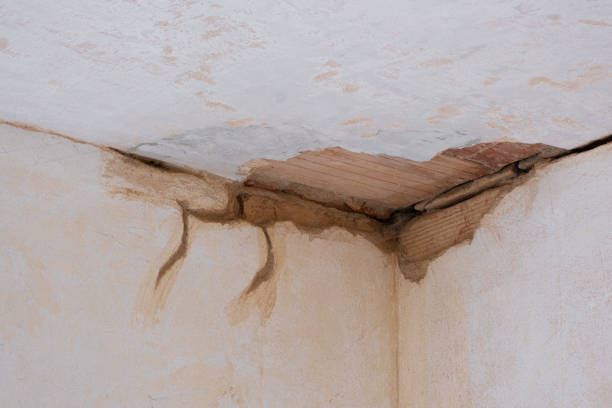 Best Water damage restoration mold remediation  in Meadow Oaks, FL