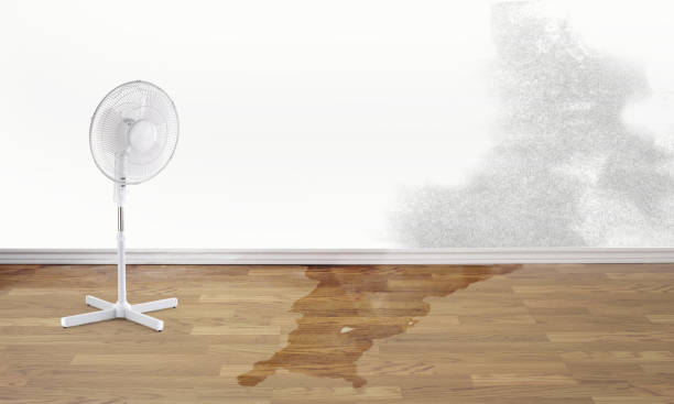Best Local water damage restoration  in Meadow Oaks, FL