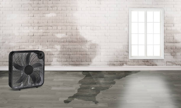 Best Carpet water damage restoration  in Meadow Oaks, FL